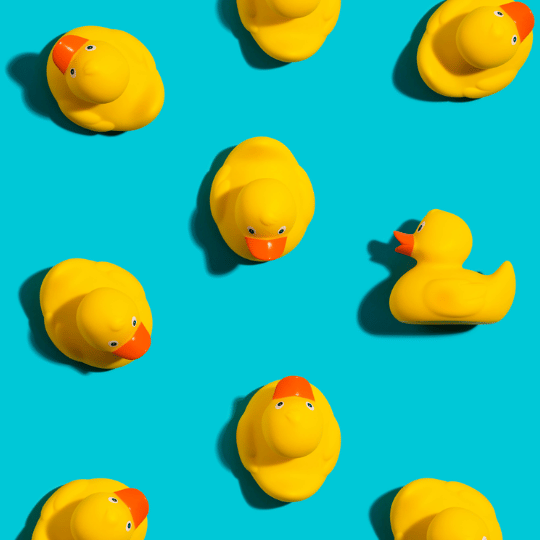 Duck 1