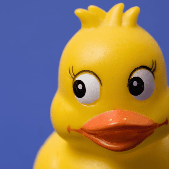 Duck 2