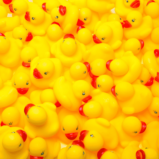 Duck-4.webp