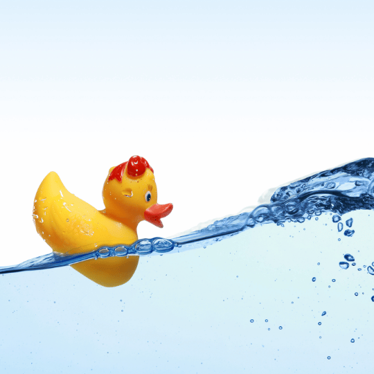 Swimming Duck